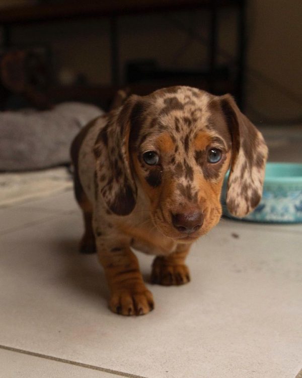 Chocolate dappled long haired Mini Dachshund